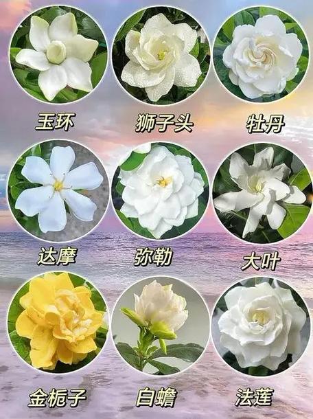 月季栀子...咔嚓来1刀(栀子花怎样和月季花嫁接)-第2张图片-花花知道网 月季栀子...咔嚓来1刀(栀子花怎样和月季花嫁接)-第2张图片-花花知道网