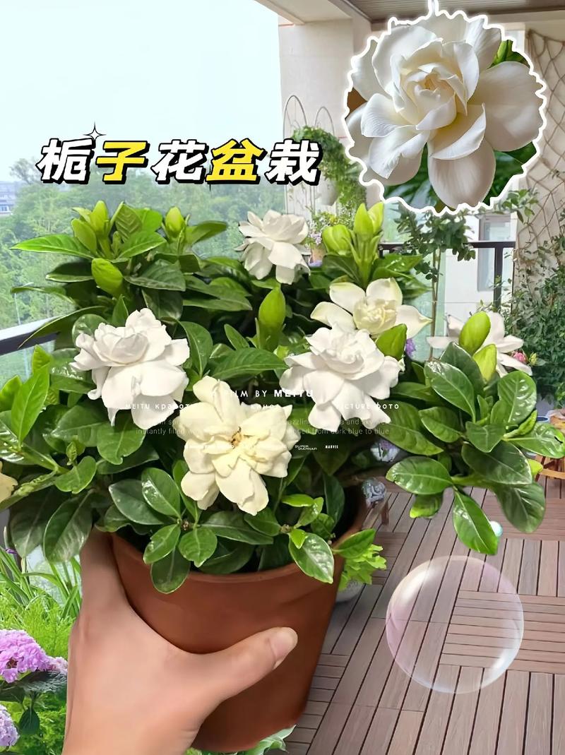 月季栀子...咔嚓来1刀(栀子花怎样和月季花嫁接)-第3张图片-花花知道网 月季栀子...咔嚓来1刀(栀子花怎样和月季花嫁接)-第3张图片-花花知道网