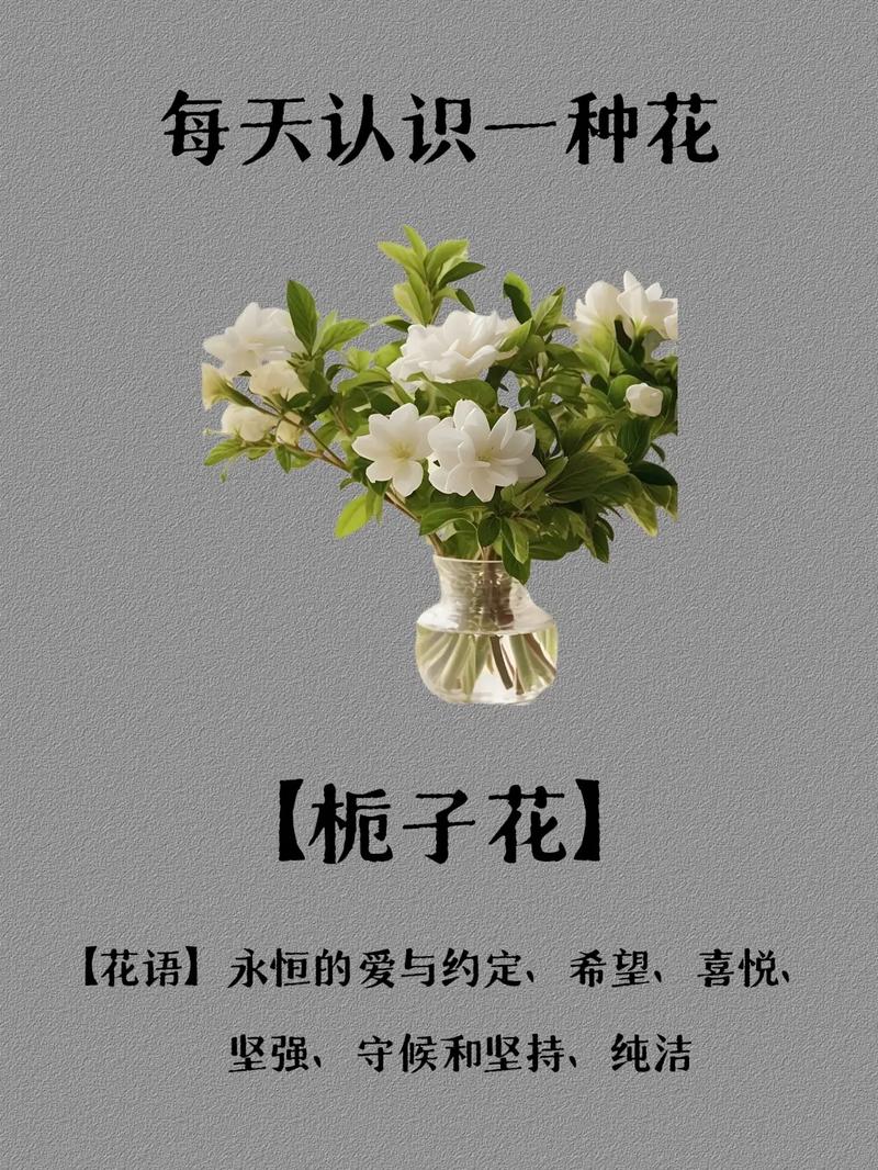 月季栀子...咔嚓来1刀(栀子花怎样和月季花嫁接)-第4张图片-花花知道网 月季栀子...咔嚓来1刀(栀子花怎样和月季花嫁接)-第4张图片-花花知道网