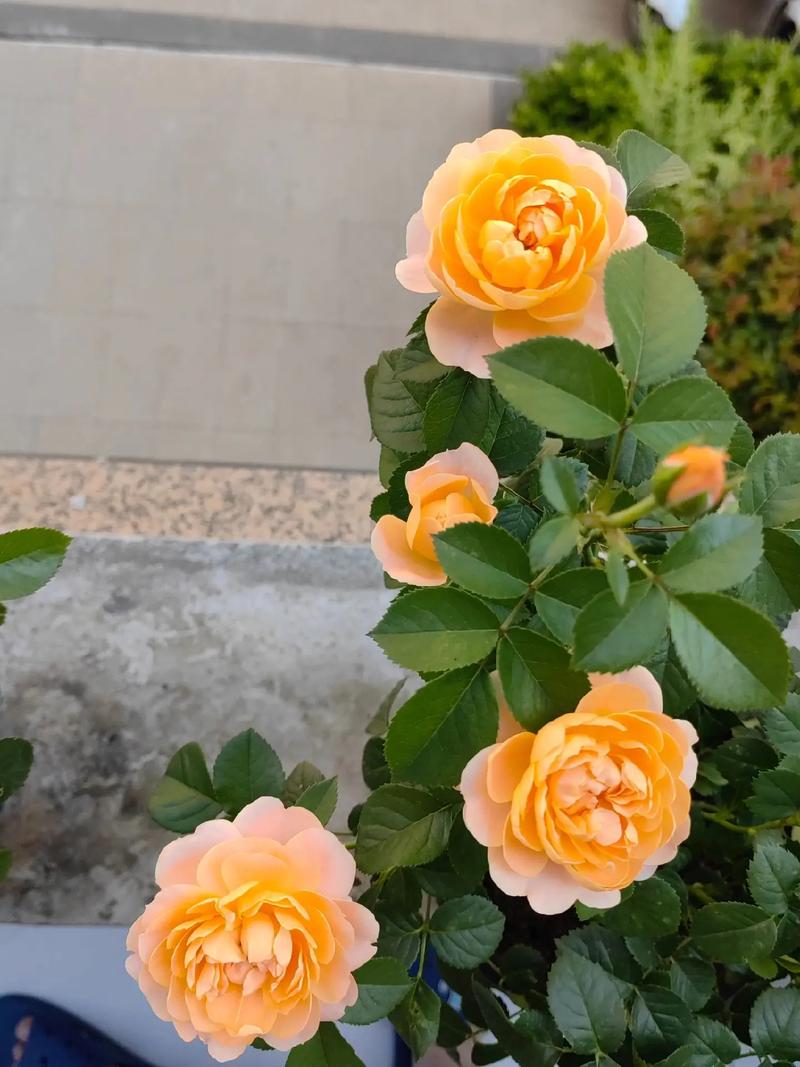 月季栀子...咔嚓来1刀(栀子花怎样和月季花嫁接)-第5张图片-花花知道网 月季栀子...咔嚓来1刀(栀子花怎样和月季花嫁接)-第5张图片-花花知道网