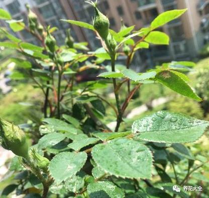 月季栀子...咔嚓来1刀(栀子花怎样和月季花嫁接)-第6张图片-花花知道网 月季栀子...咔嚓来1刀(栀子花怎样和月季花嫁接)-第6张图片-花花知道网