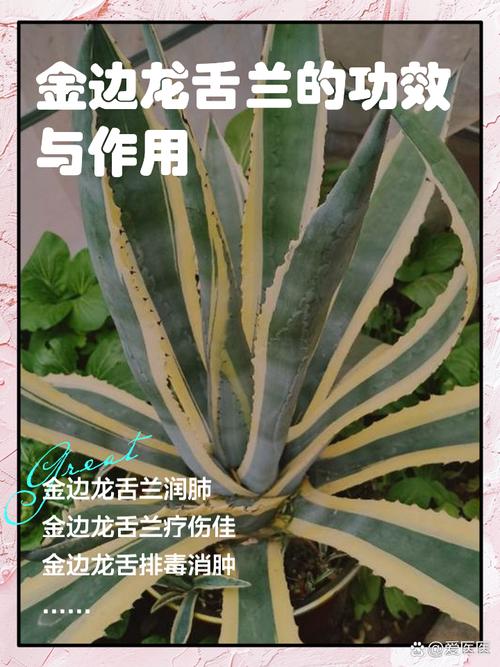 龙舌兰怎么换盆(龙舌兰花盆)-第1张图片-花花知道网 龙舌兰怎么换盆(龙舌兰花盆)-第1张图片-花花知道网