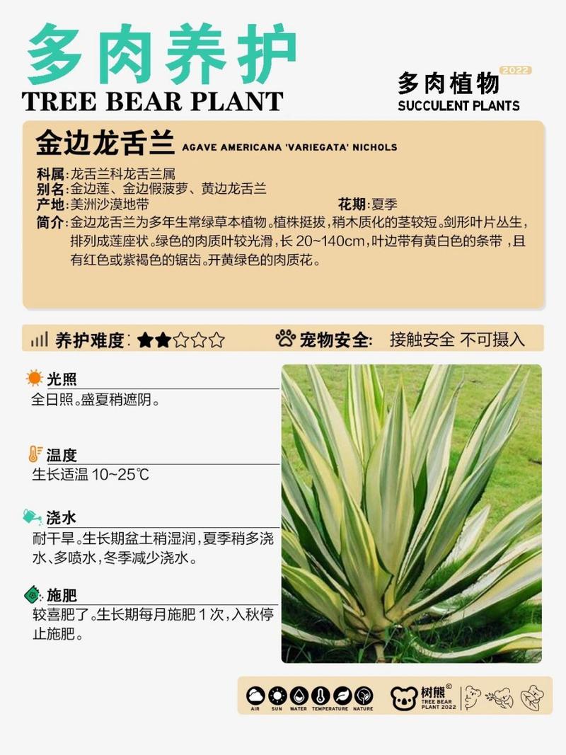 龙舌兰怎么换盆(龙舌兰花盆)-第2张图片-花花知道网 龙舌兰怎么换盆(龙舌兰花盆)-第2张图片-花花知道网