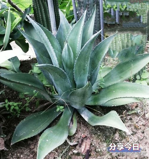 龙舌兰怎么换盆(龙舌兰花盆)-第4张图片-花花知道网 龙舌兰怎么换盆(龙舌兰花盆)-第4张图片-花花知道网
