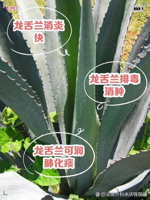 龙舌兰怎么换盆(龙舌兰花盆)-第5张图片-花花知道网 龙舌兰怎么换盆(龙舌兰花盆)-第5张图片-花花知道网