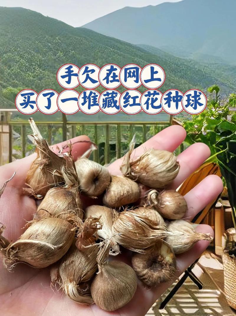 番红花秋天怎么养(番红花怎么过冬)-第3张图片-花花知道网 番红花秋天怎么养(番红花怎么过冬)-第3张图片-花花知道网