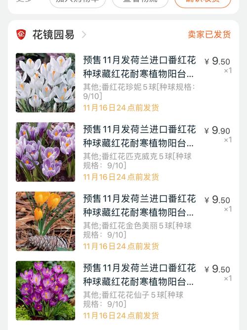 番红花秋天怎么养(番红花怎么过冬)-第4张图片-花花知道网 番红花秋天怎么养(番红花怎么过冬)-第4张图片-花花知道网