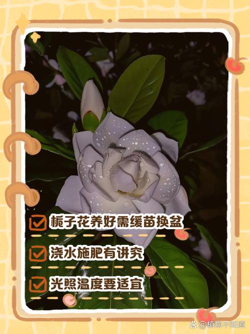 北方如何养栀子花(北方养栀子花好养吗)-第2张图片-花花知道网 北方如何养栀子花(北方养栀子花好养吗)-第2张图片-花花知道网