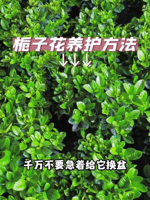 北方如何养栀子花(北方养栀子花好养吗)-第3张图片-花花知道网 北方如何养栀子花(北方养栀子花好养吗)-第3张图片-花花知道网