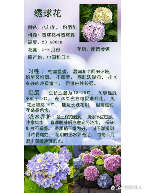 绣球花什么时候分株比较好(绣球花什么时候栽比较好)-第1张图片-花花知道网 绣球花什么时候分株比较好(绣球花什么时候栽比较好)-第1张图片-花花知道网