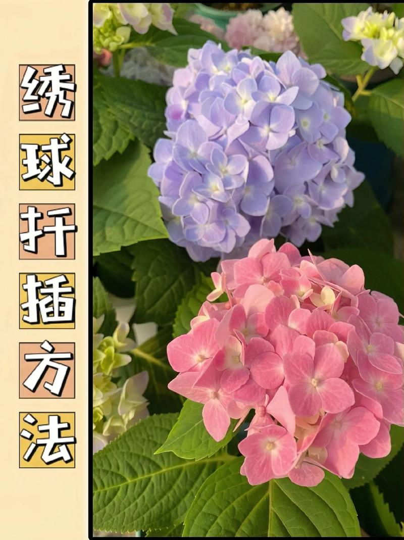 绣球花什么时候分株比较好(绣球花什么时候栽比较好)-第5张图片-花花知道网 绣球花什么时候分株比较好(绣球花什么时候栽比较好)-第5张图片-花花知道网
