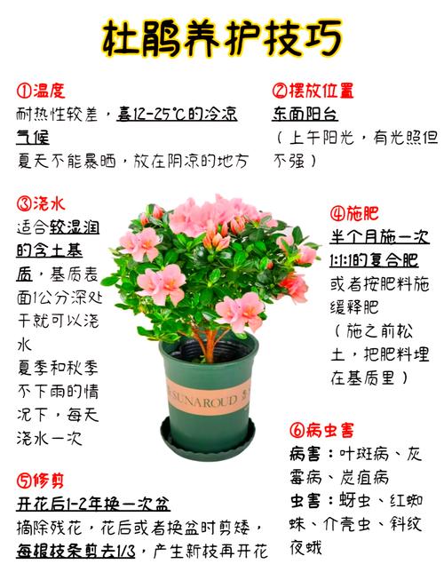 杜鹃花怎么修剪(杜鹃花怎么修剪枝条)-第2张图片-花花知道网 杜鹃花怎么修剪(杜鹃花怎么修剪枝条)-第2张图片-花花知道网