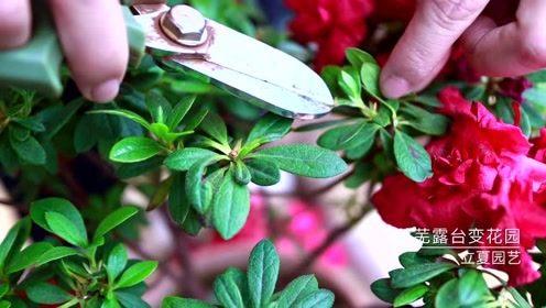 杜鹃花怎么修剪(杜鹃花怎么修剪枝条)-第4张图片-花花知道网 杜鹃花怎么修剪(杜鹃花怎么修剪枝条)-第4张图片-花花知道网