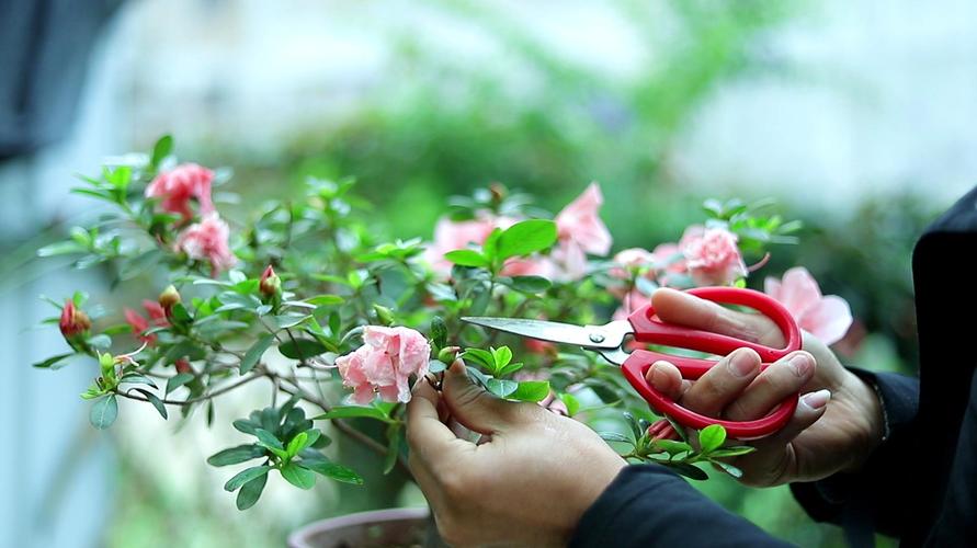 杜鹃花怎么修剪(杜鹃花怎么修剪枝条)-第5张图片-花花知道网 杜鹃花怎么修剪(杜鹃花怎么修剪枝条)-第5张图片-花花知道网