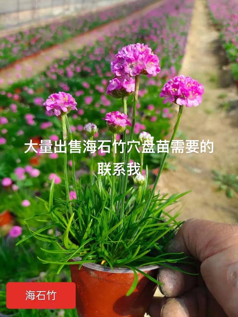 海石竹怎么爆盆(海石竹怎么爆盆比较好)-第4张图片-花花知道网 海石竹怎么爆盆(海石竹怎么爆盆比较好)-第4张图片-花花知道网