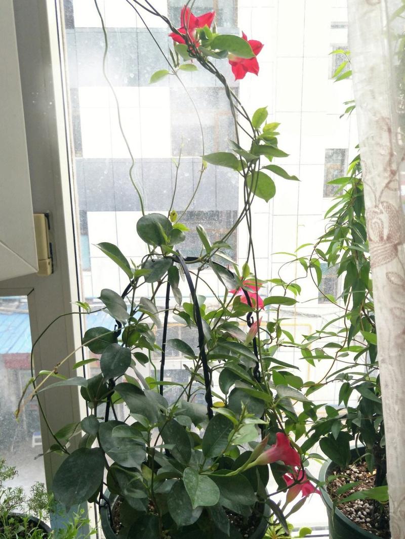 飘香藤怎么养长得好长得茂盛(飘香藤怎么养家庭养法)-第4张图片-花花知道网 飘香藤怎么养长得好长得茂盛(飘香藤怎么养家庭养法)-第4张图片-花花知道网