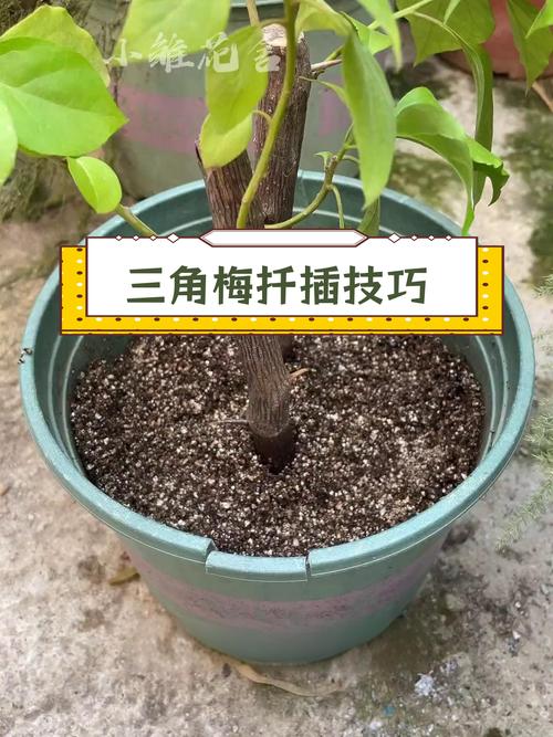 这15种花现在扦插(10种花卉最佳扦插时间和技巧,赶紧收藏了)-第3张图片-花花知道网 这15种花现在扦插(10种花卉最佳扦插时间和技巧,赶紧收藏了)-第3张图片-花花知道网