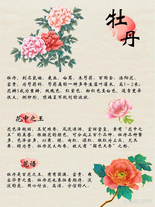 牡丹国色天香(牡丹国色天香香烟费用)-第3张图片-花花知道网 牡丹国色天香(牡丹国色天香香烟费用)-第3张图片-花花知道网