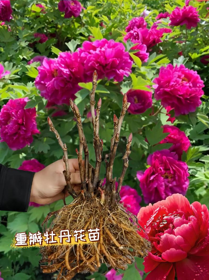 牡丹国色天香(牡丹国色天香香烟费用)-第8张图片-花花知道网 牡丹国色天香(牡丹国色天香香烟费用)-第8张图片-花花知道网