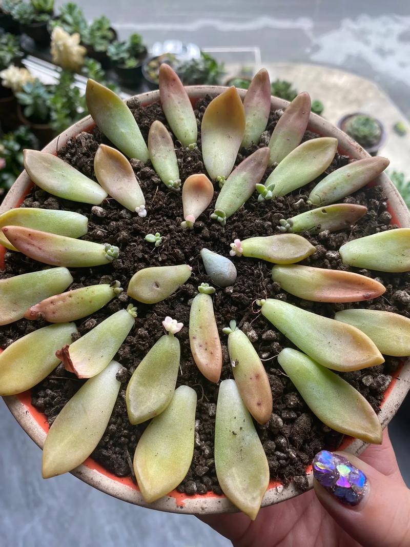 玉扇怎么叶插(如何把玉扇叶片养的更大)-第3张图片-花花知道网 玉扇怎么叶插(如何把玉扇叶片养的更大)-第3张图片-花花知道网