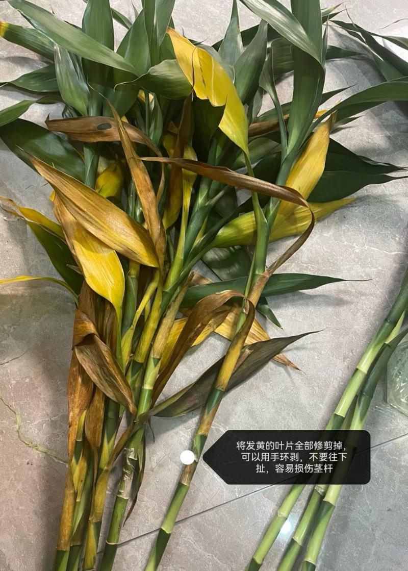 水培瓶里加点它(水培瓶里可以养鱼嘛)-第3张图片-花花知道网 水培瓶里加点它(水培瓶里可以养鱼嘛)-第3张图片-花花知道网