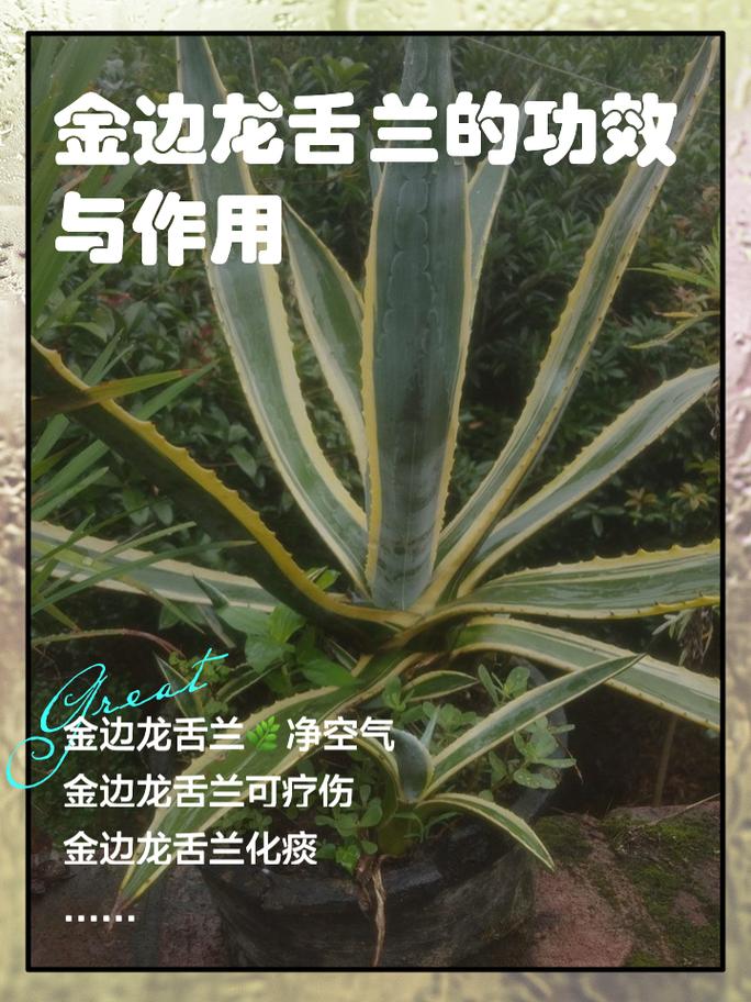 龙舌兰怎么修剪(龙舌兰怎么修剪视频)-第1张图片-花花知道网 龙舌兰怎么修剪(龙舌兰怎么修剪视频)-第1张图片-花花知道网