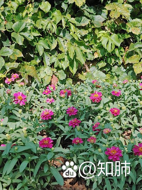 百日菊的扦插方法(百日菊的扦插方法图解)-第4张图片-花花知道网 百日菊的扦插方法(百日菊的扦插方法图解)-第4张图片-花花知道网