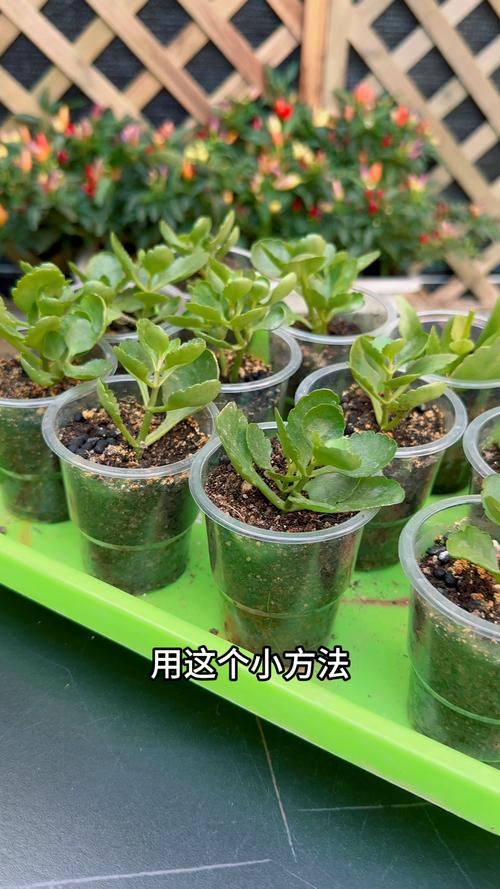 百日菊的扦插方法(百日菊的扦插方法图解)-第5张图片-花花知道网 百日菊的扦插方法(百日菊的扦插方法图解)-第5张图片-花花知道网