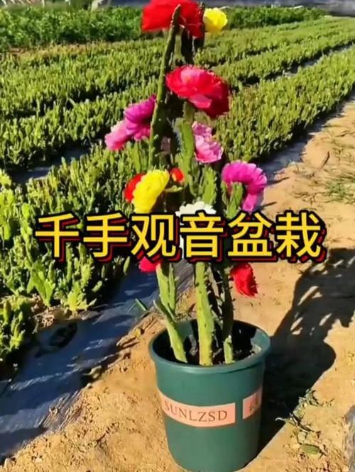 翡翠景天和千佛手区别(千佛手景天有什么作用)-第1张图片-花花知道网 翡翠景天和千佛手区别(千佛手景天有什么作用)-第1张图片-花花知道网