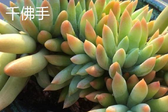 翡翠景天和千佛手区别(千佛手景天有什么作用)-第3张图片-花花知道网 翡翠景天和千佛手区别(千佛手景天有什么作用)-第3张图片-花花知道网