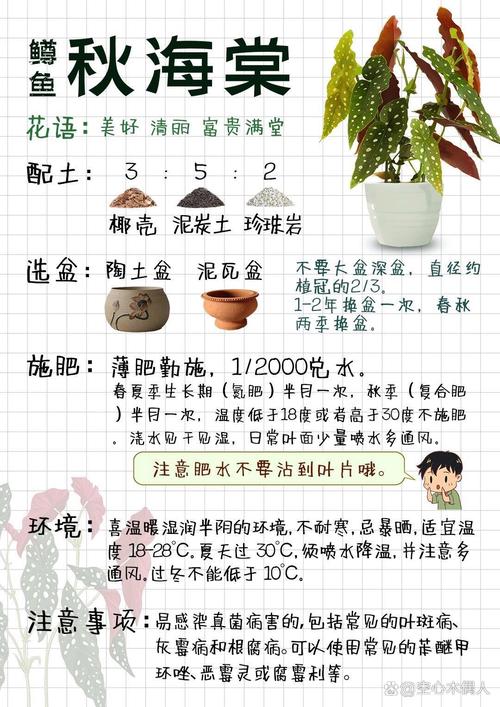 如何判断盆栽四季海棠该浇水了(四季海棠如何浇水?)-第1张图片-花花知道网 如何判断盆栽四季海棠该浇水了(四季海棠如何浇水?)-第1张图片-花花知道网