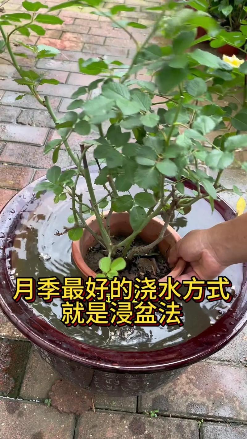 如何判断盆栽四季海棠该浇水了(四季海棠如何浇水?)-第7张图片-花花知道网 如何判断盆栽四季海棠该浇水了(四季海棠如何浇水?)-第7张图片-花花知道网