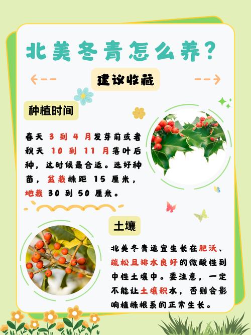 北美冬青的繁殖方法(北美冬青的繁殖方法图解)-第1张图片-花花知道网 北美冬青的繁殖方法(北美冬青的繁殖方法图解)-第1张图片-花花知道网