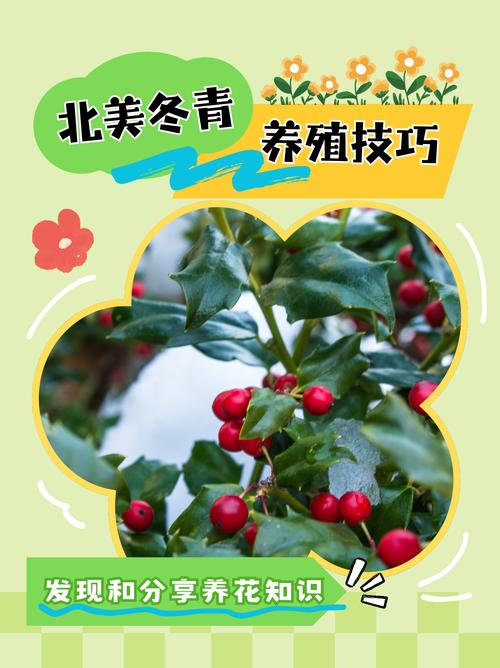北美冬青的繁殖方法(北美冬青的繁殖方法图解)-第2张图片-花花知道网 北美冬青的繁殖方法(北美冬青的繁殖方法图解)-第2张图片-花花知道网