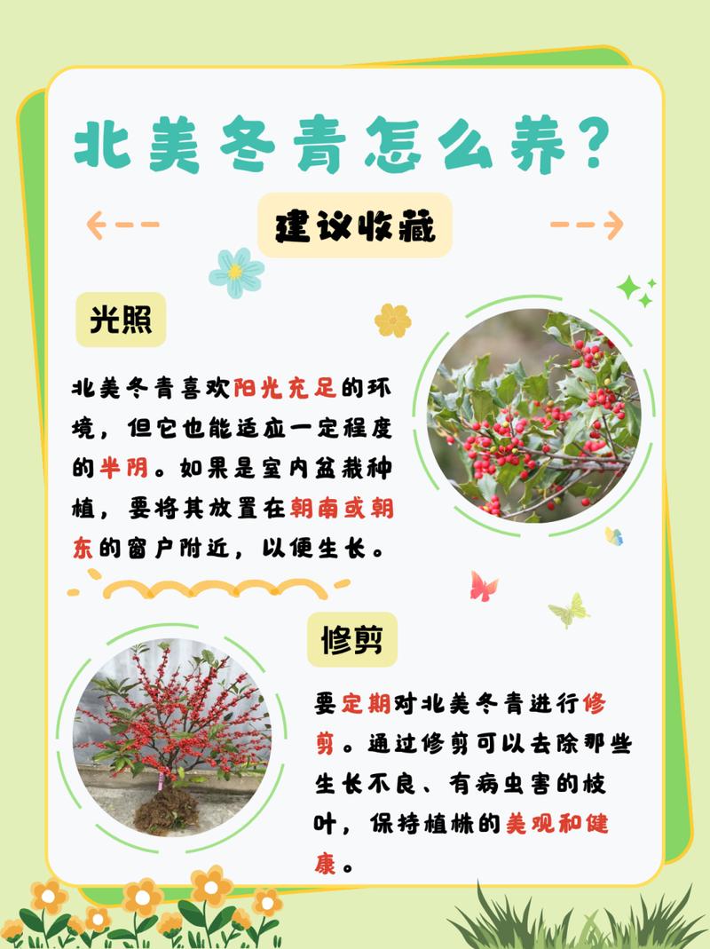北美冬青的繁殖方法(北美冬青的繁殖方法图解)-第4张图片-花花知道网 北美冬青的繁殖方法(北美冬青的繁殖方法图解)-第4张图片-花花知道网