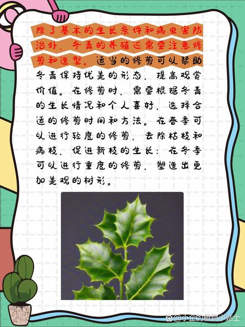 北美冬青的繁殖方法(北美冬青的繁殖方法图解)-第5张图片-花花知道网 北美冬青的繁殖方法(北美冬青的繁殖方法图解)-第5张图片-花花知道网