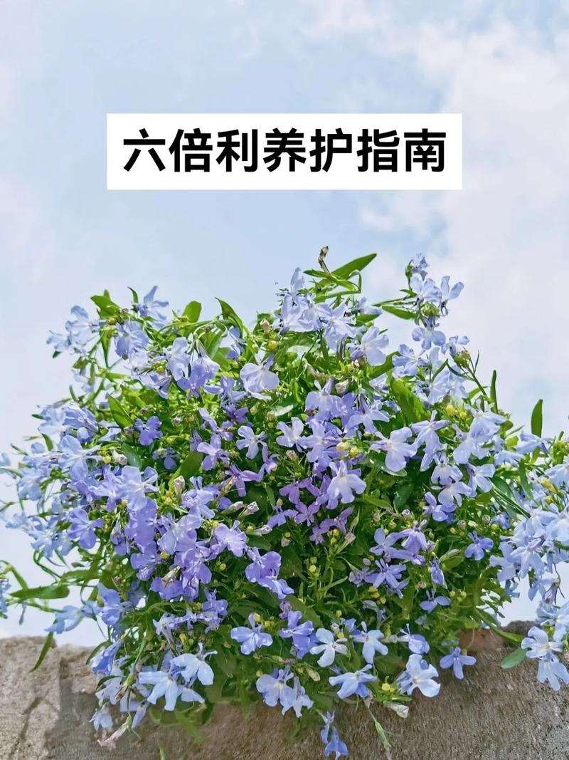 六倍利如何盆栽(六倍利盆栽怎么养殖方法)-第1张图片-花花知道网 六倍利如何盆栽(六倍利盆栽怎么养殖方法)-第1张图片-花花知道网