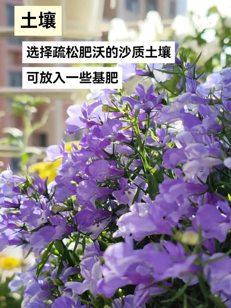 六倍利如何盆栽(六倍利盆栽怎么养殖方法)-第2张图片-花花知道网 六倍利如何盆栽(六倍利盆栽怎么养殖方法)-第2张图片-花花知道网