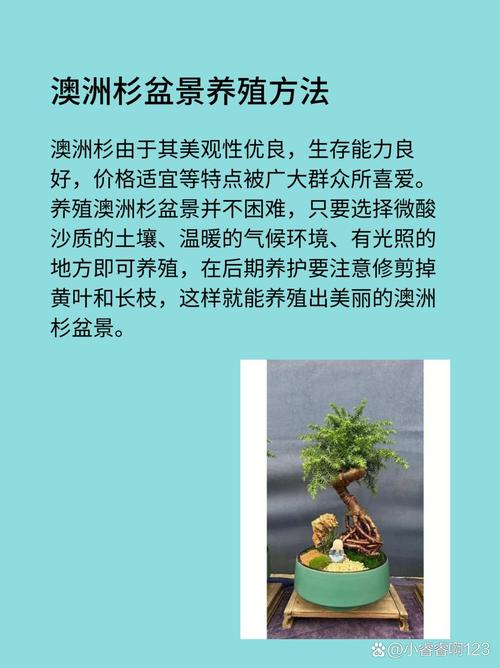 澳洲杉盆景怎么修剪(澳洲杉盆景怎么修剪视频)-第1张图片-花花知道网 澳洲杉盆景怎么修剪(澳洲杉盆景怎么修剪视频)-第1张图片-花花知道网