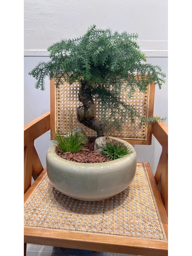 澳洲杉盆景怎么修剪(澳洲杉盆景怎么修剪视频)-第4张图片-花花知道网 澳洲杉盆景怎么修剪(澳洲杉盆景怎么修剪视频)-第4张图片-花花知道网