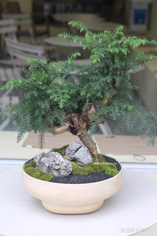 澳洲杉盆景怎么修剪(澳洲杉盆景怎么修剪视频)-第6张图片-花花知道网 澳洲杉盆景怎么修剪(澳洲杉盆景怎么修剪视频)-第6张图片-花花知道网