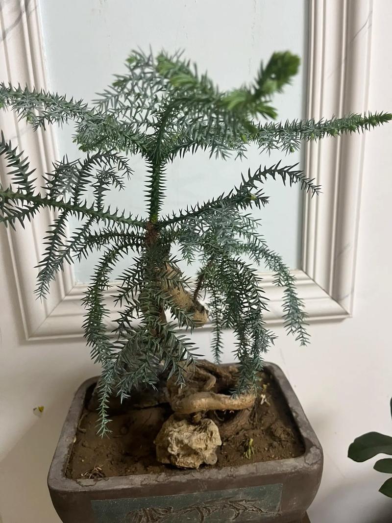 澳洲杉盆景怎么修剪(澳洲杉盆景怎么修剪视频)-第7张图片-花花知道网 澳洲杉盆景怎么修剪(澳洲杉盆景怎么修剪视频)-第7张图片-花花知道网