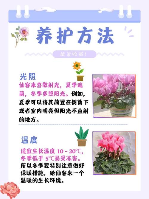 仙客来怎么浇水(仙客来怎么浇水它喜欢阳光吗)-第3张图片-花花知道网 仙客来怎么浇水(仙客来怎么浇水它喜欢阳光吗)-第3张图片-花花知道网