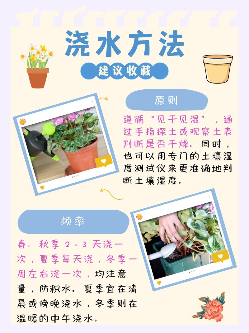 仙客来怎么浇水(仙客来怎么浇水它喜欢阳光吗)-第4张图片-花花知道网 仙客来怎么浇水(仙客来怎么浇水它喜欢阳光吗)-第4张图片-花花知道网