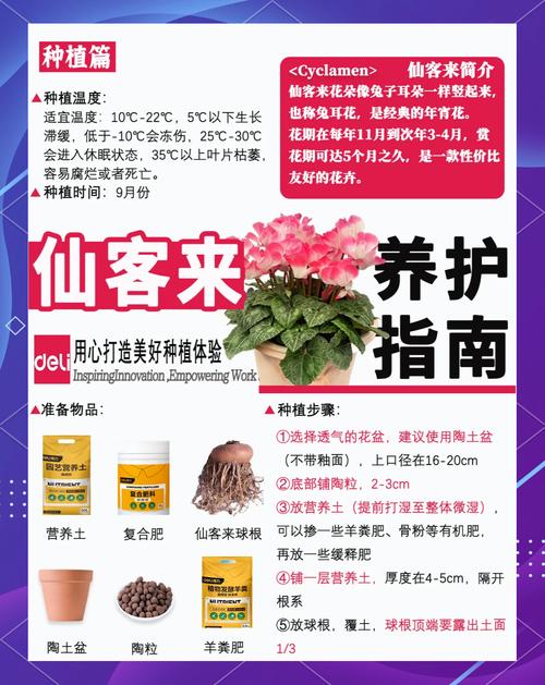 仙客来怎么浇水(仙客来怎么浇水它喜欢阳光吗)-第5张图片-花花知道网 仙客来怎么浇水(仙客来怎么浇水它喜欢阳光吗)-第5张图片-花花知道网