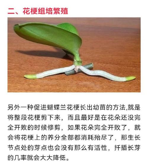 蓝雀花怎么养(蓝雀花怎么养才能开花)-第2张图片-花花知道网 蓝雀花怎么养(蓝雀花怎么养才能开花)-第2张图片-花花知道网
