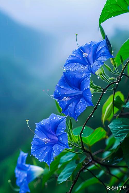 蓝雀花怎么养(蓝雀花怎么养才能开花)-第5张图片-花花知道网 蓝雀花怎么养(蓝雀花怎么养才能开花)-第5张图片-花花知道网