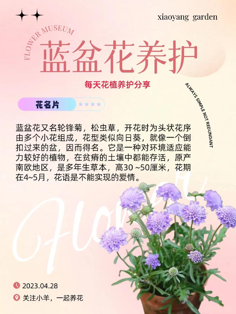 蓝雀花怎么养(蓝雀花怎么养才能开花)-第8张图片-花花知道网 蓝雀花怎么养(蓝雀花怎么养才能开花)-第8张图片-花花知道网
