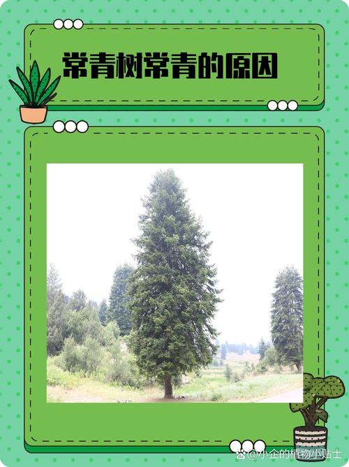 万年青秋天怎么样(万年青秋天能栽活吗)-第3张图片-花花知道网 万年青秋天怎么样(万年青秋天能栽活吗)-第3张图片-花花知道网