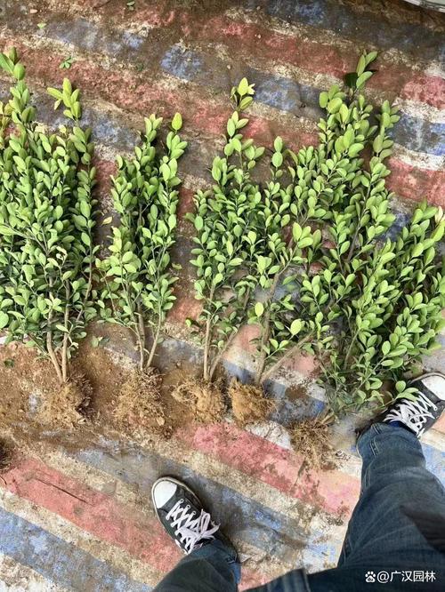 万年青秋天怎么样(万年青秋天能栽活吗)-第4张图片-花花知道网 万年青秋天怎么样(万年青秋天能栽活吗)-第4张图片-花花知道网
